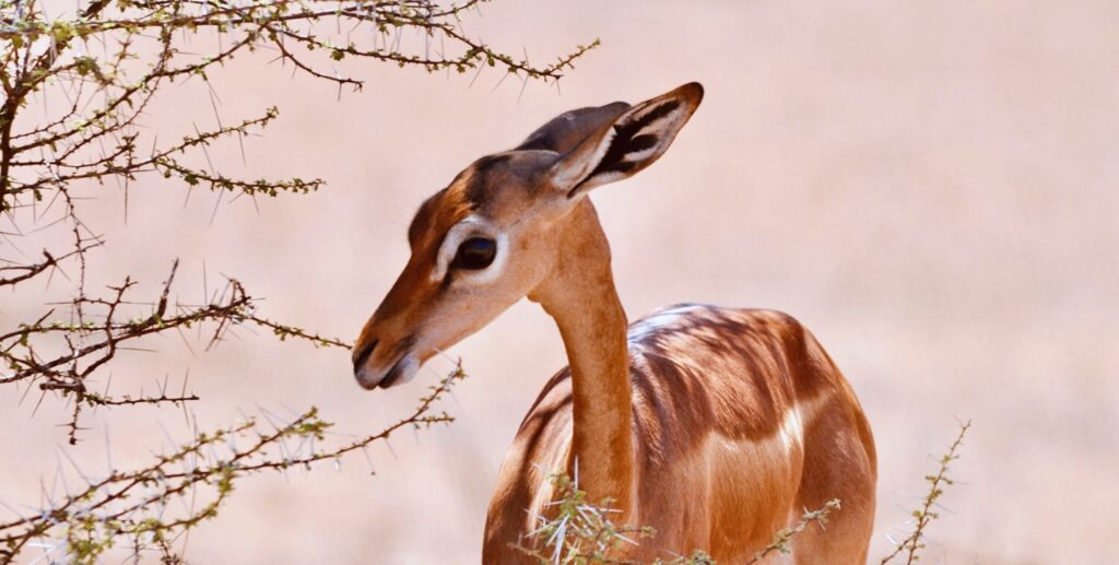 Kenya - Gerenuk 