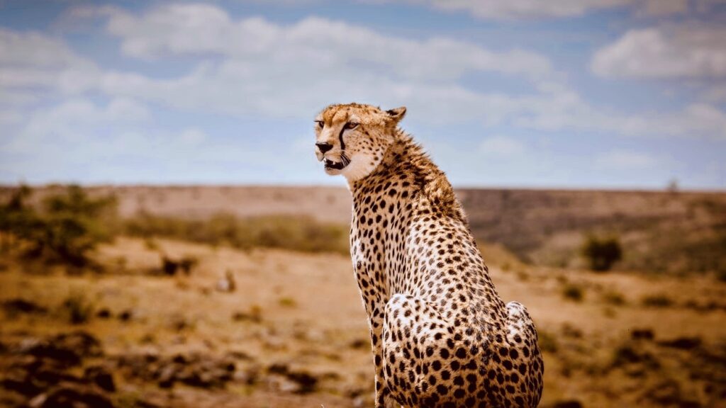 Kenya Cheetah