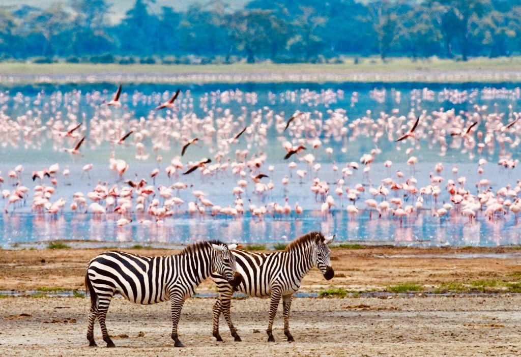 Kenya Zebras